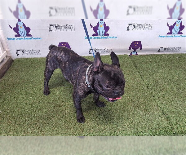 Medium Photo #1 French Bulldog Puppy For Sale in Orlando, FL, USA