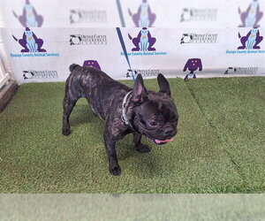 French Bulldog Dogs for adoption in Orlando, FL, USA