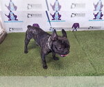 Small French Bulldog