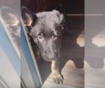 Small #12 German Shepherd Dog