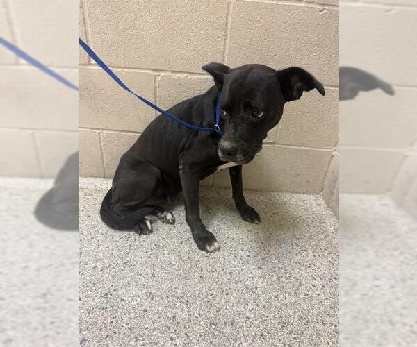 Medium Photo #1 Labrador Retriever-Unknown Mix Puppy For Sale in Conroe, TX, USA