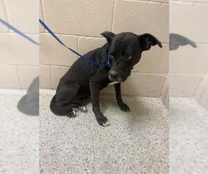 Labrador Retriever-Unknown Mix Dogs for adoption in Conroe, TX, USA