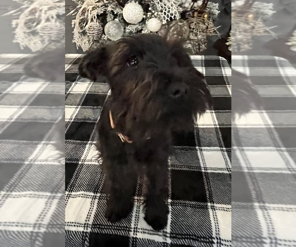 Medium Photo #10 Schnauzer (Miniature) Puppy For Sale in SOMERVILLE, AL, USA