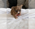 Puppy Alison Chihuahua
