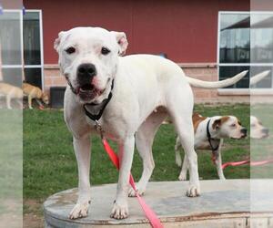 American Staffordshire Terrier-Unknown Mix Dogs for adoption in San Antonio, TX, USA