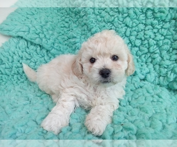 Medium Photo #1 Zuchon Puppy For Sale in LAUREL, MS, USA