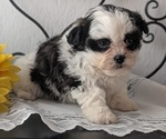 Small Photo #23 Zuchon Puppy For Sale in GOSHEN, IN, USA