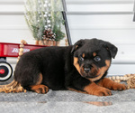 Small #2 Rottweiler