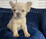 Small #6 French Bulldog