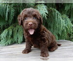 Small #2 Labradoodle