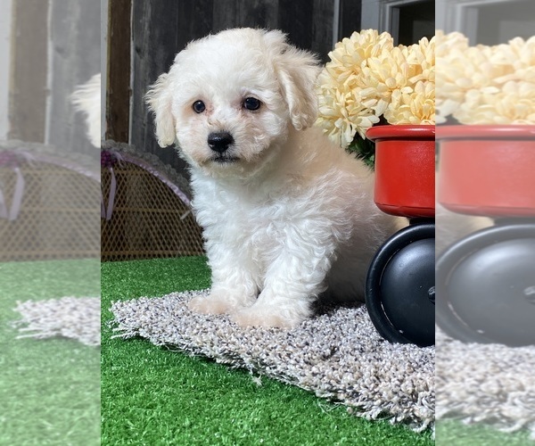 Medium Photo #2 Bichon Frise Puppy For Sale in CANOGA, NY, USA