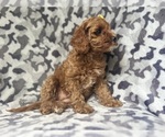 Small #5 Cavapoo