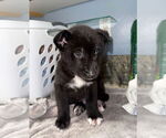 Small #1 Labrador Retriever Mix