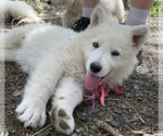 Small Photo #17 German Shepherd Dog Puppy For Sale in WASHINGTON, NJ, USA