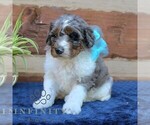 Small #3 Bernedoodle (Miniature) (+ Poodle Miniature)