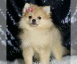 Small Photo #95 Pomeranian Puppy For Sale in WARSAW, IN, USA