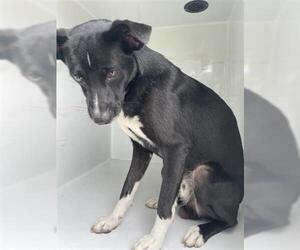 Australian Kelpie-Bearded Collie Mix Dogs for adoption in Houston, TX, USA