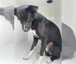 Small Australian Kelpie-Bearded Collie Mix