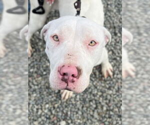 Mutt Dog for Adoption in Woodland, California USA