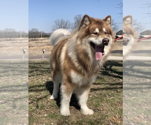 Alaskan Malamute Puppy for sale in DIXON, MO, USA