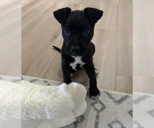 American Bulldog-Unknown Mix Dogs for adoption in Lakewood, CO, USA