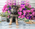 Puppy Susie German Shepherd Dog