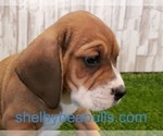 Small #4 Beagle-English Bulldog Mix