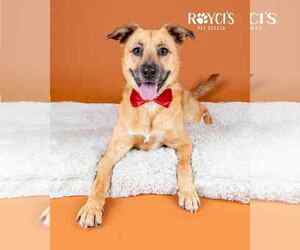 Mutt Dogs for adoption in Sandy, UT, USA