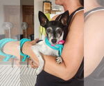 Small #2 Jack Russell Terrier Mix