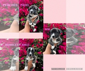 French Bulldog-Siberian Husky Mix Puppy for sale in SAN JOSE, CA, USA