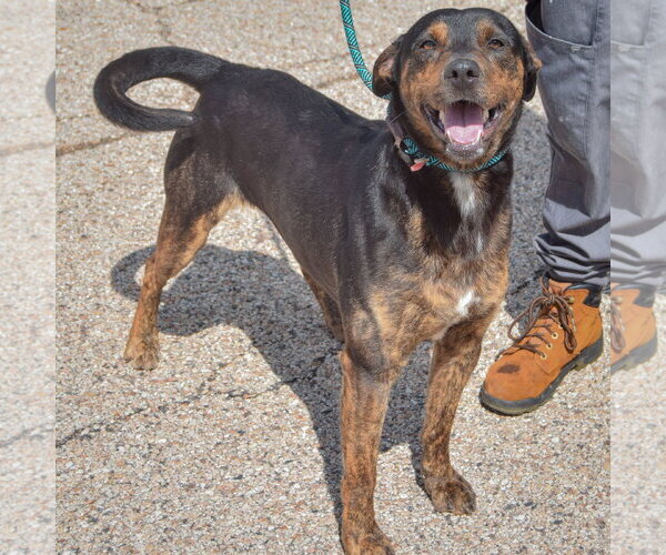 Medium Photo #3 Catahoula Leopard Dog-Rottweiler Mix Puppy For Sale in Huntley, IL, USA