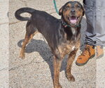 Small #2 Catahoula Leopard Dog-Rottweiler Mix