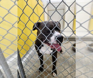 Staffordshire Bull Terrier Dogs for adoption in Temple, TX, USA