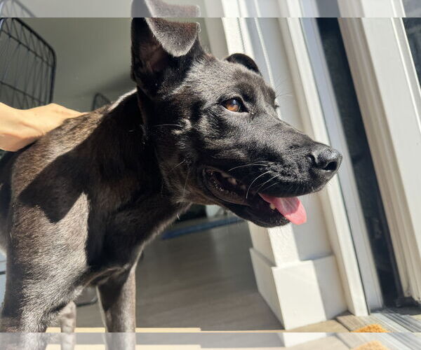 Medium Photo #11 Labrador Retriever-Unknown Mix Puppy For Sale in San Diego, CA, USA