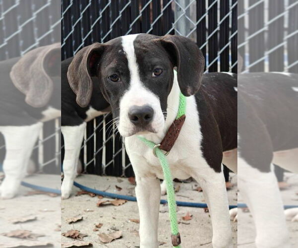 Medium Photo #8 Mutt Puppy For Sale in Elmsford, NY, USA