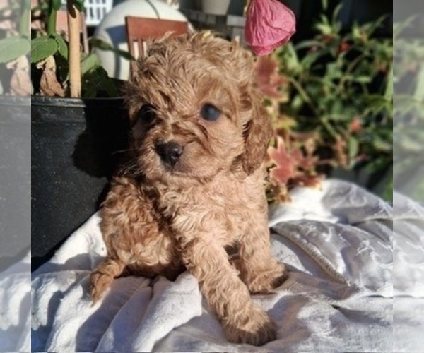 Medium Photo #4 Cavapoo (Toy) Puppy For Sale in WALNUT CREEK, CA, USA
