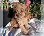 Small Photo #4 Cavapoo (Toy) Puppy For Sale in WALNUT CREEK, CA, USA