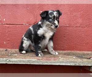 Miniature Australian Shepherd Litter for sale in MATHEWS, AL, USA