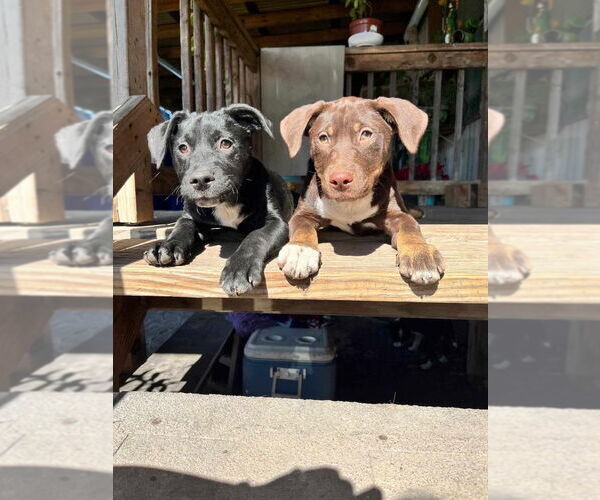 Medium Photo #2 American Pit Bull Terrier-Labrador Retriever Mix Puppy For Sale in Brewster, NY, USA