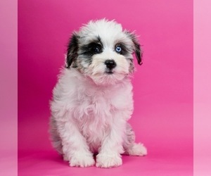 Aussiedoodle Puppy for sale in WARSAW, IN, USA