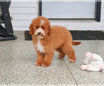 Small #5 Goldendoodle mix (+ Poodle Miniature)