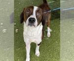 SCAR - Male Mutt Dog for Adoption - Small photo