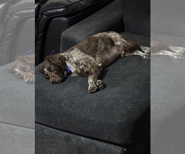 Medium Photo #3 Brittany Puppy For Sale in Curwensville, PA, USA