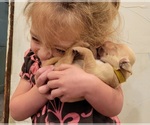 Small Photo #6 Golden Retriever Puppy For Sale in CHINO HILLS, CA, USA