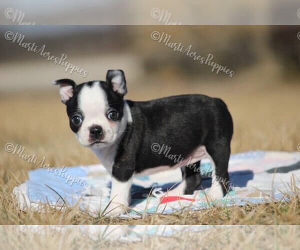 Medium Photo #5 Boston Terrier Puppy For Sale in LAMAR, MO, USA