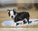 Small Photo #5 Boston Terrier Puppy For Sale in LAMAR, MO, USA