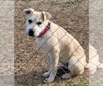 Small #9 American Pit Bull Terrier-German Shepherd Dog Mix