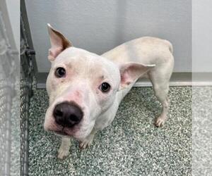 American Pit Bull Terrier Dogs for adoption in Salisbury, NC, USA