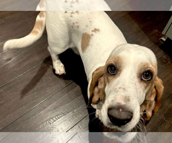 Medium Photo #8 Basset Hound Puppy For Sale in Petaluma, CA, USA