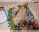Small #2 Maltese Mix